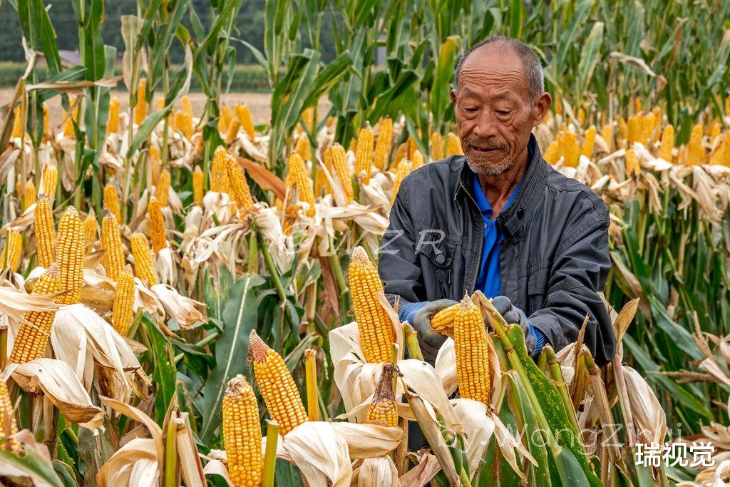“三秋”开始了:河南第一产粮大县秋粮种植130.5万亩,玉米127.5万亩