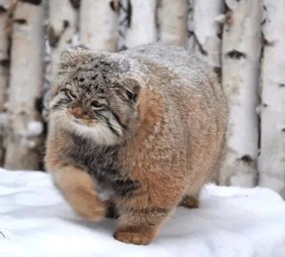全球最神秘的猫科动物,生活在中国青藏高原之上,你肯定没见过