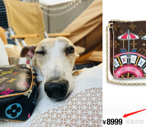 刘亦菲|刘亦菲穿低领生怕走光！一双美腿白到晃眼，万元小包放地上太豪气