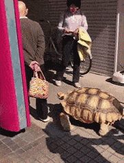 来这家饭店吃烤全羊，才15块一只！当菜端上来时我蒙了...哈哈哈