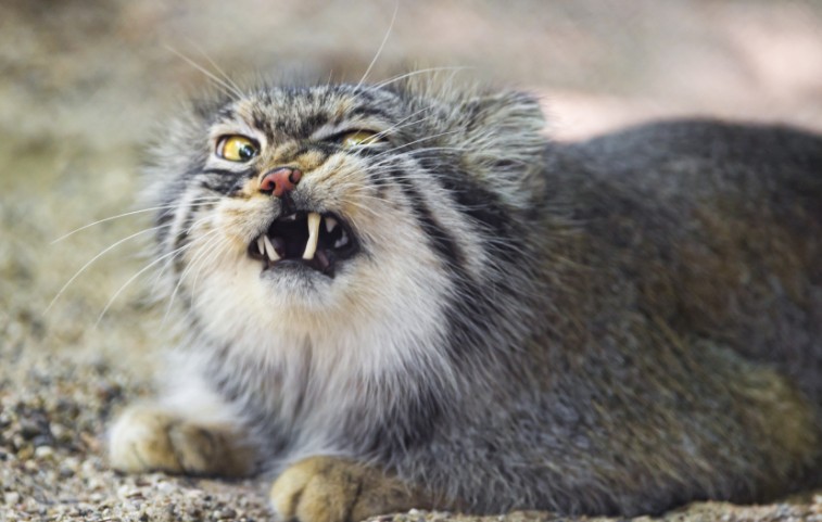 全球最神秘的猫科动物,生活在中国青藏高原之上,你肯定没见过