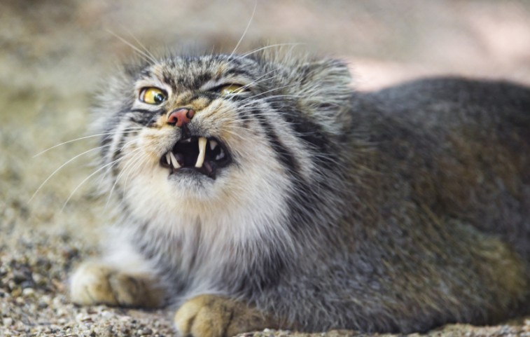 全球最神秘的猫科动物，生活在中国青藏高原之上，你肯定没见过