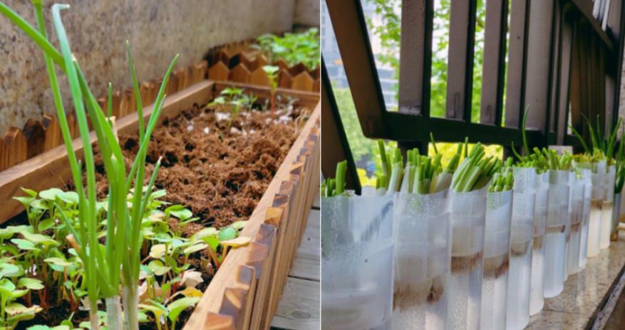 蔡少芬|48岁蔡少芬豪宅内种菜！徒手捏碎鸡蛋做肥料，身旁矿泉水桶摆一地