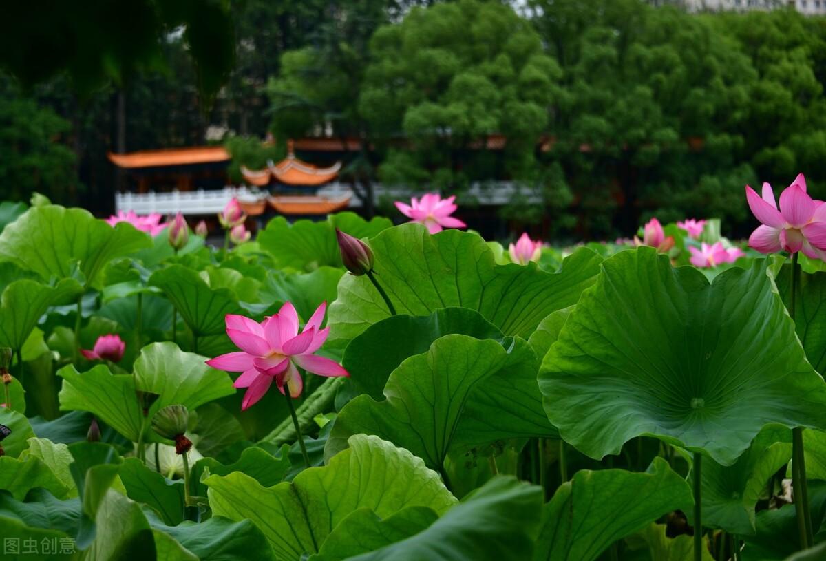 宫岛|郭进拴|龙湖赏荷记