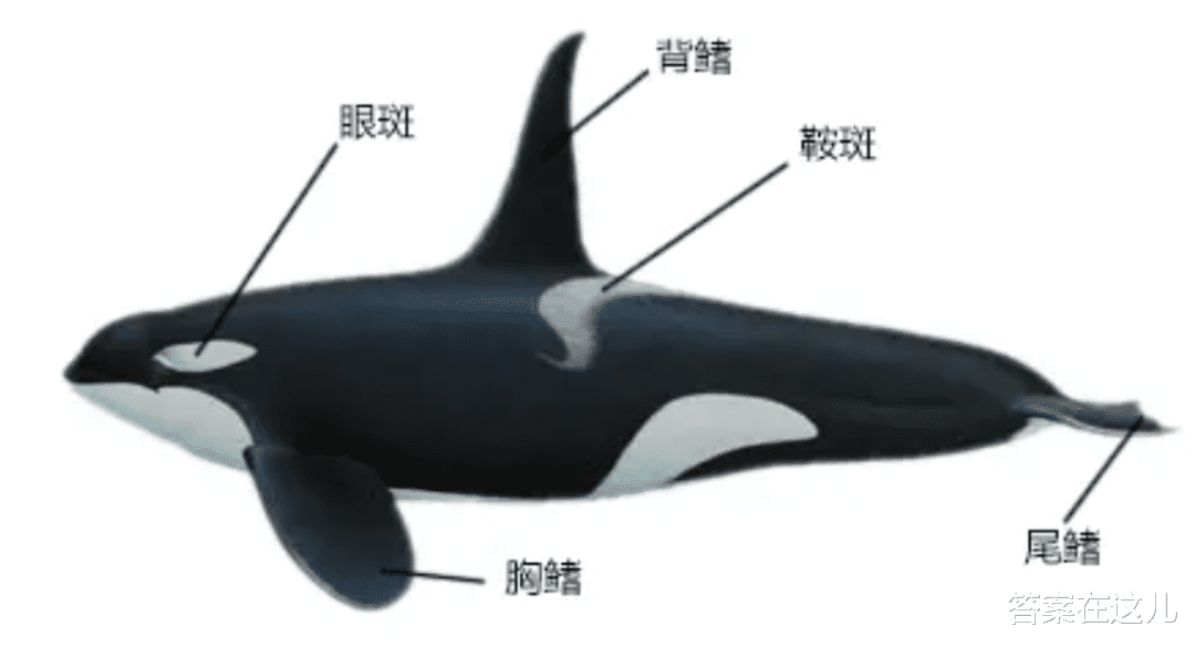 鲸鱼明明产了大量排泄物,粪便价值却还是很大,为什么?