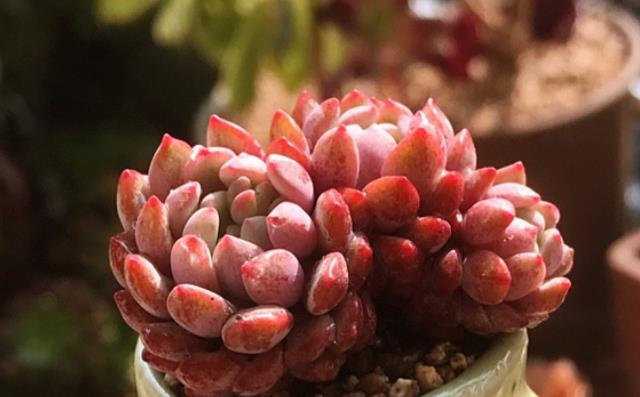 多肉娜娅小精灵——掌控多种颜色的“精灵”,它又叫原始花乃井