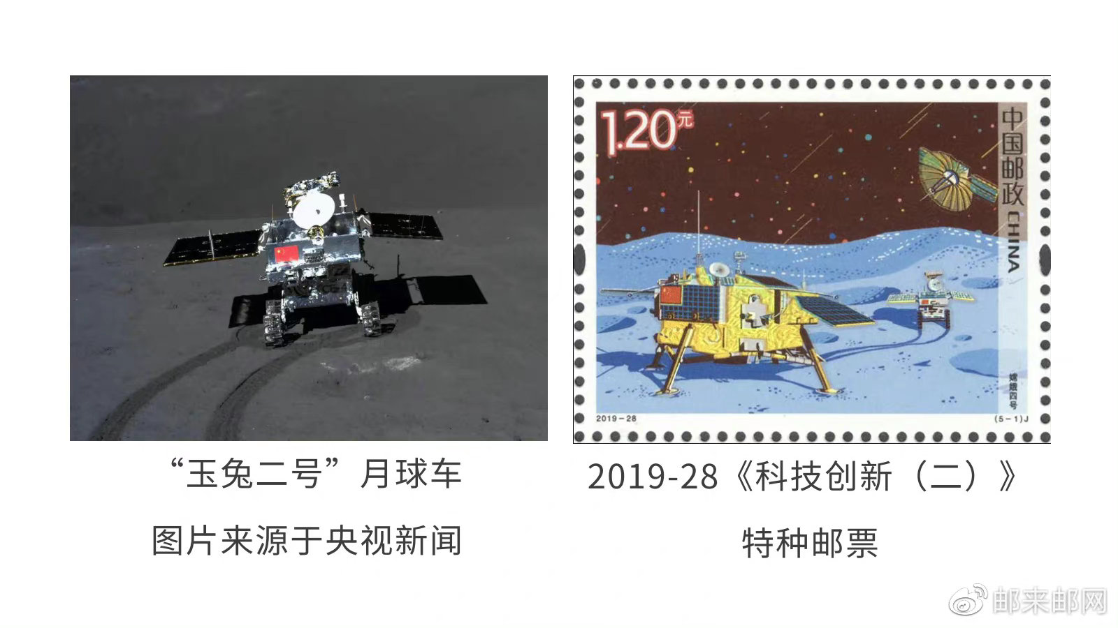 世界动物日,赏兔恰逢时!