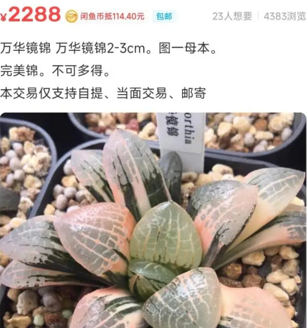 男子顺走以为10元的多肉,没想到价值10万,网友:不懂就别乱拿