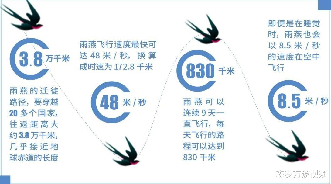 强悍的雨燕:空中连续飞行十个月,累了就边飞边睡