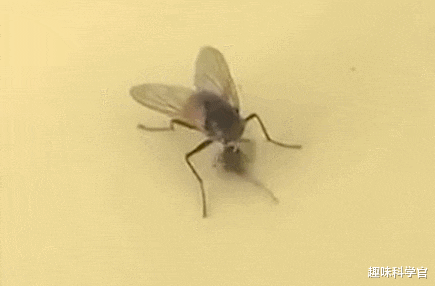 苍蝇为什么总把自己的头弄下来玩?苍蝇没有头为什么还能活?