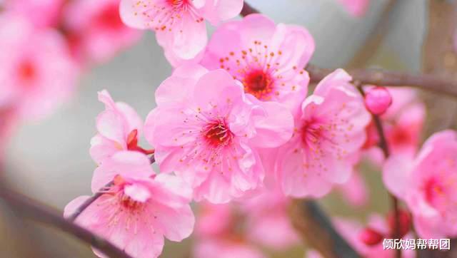 原神|3月，与春天有个约会