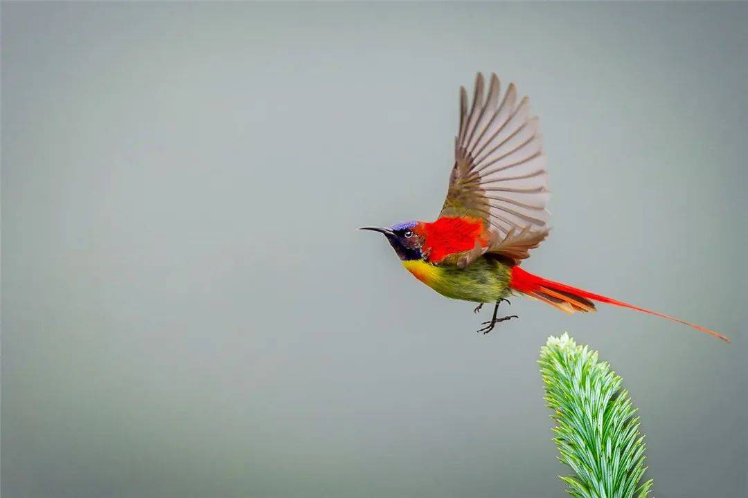 西藏|西藏出现太阳鸟，黑嘴巴红尾巴，不到10克重