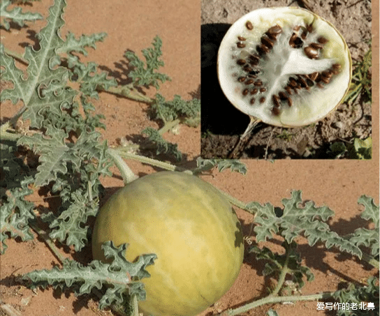 织金洞|沙漠里遍地是“西瓜”为何无人敢吃？