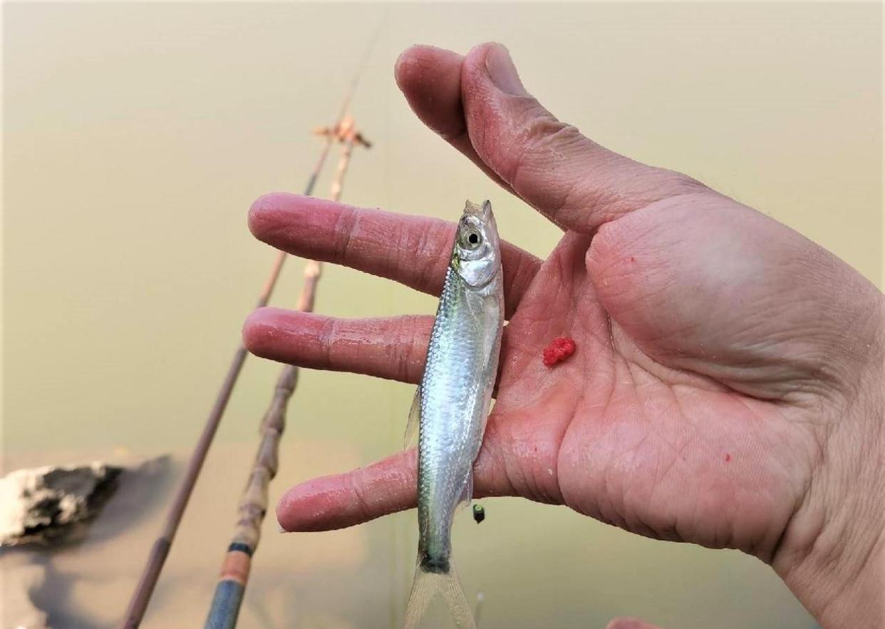 饵料|秋天怎样钓白条鱼?钓其他目标鱼,如何有效防止小白条闹窝?