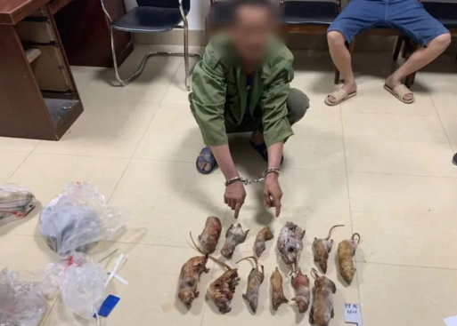广西男子非法猎捕豹猫、果子狸、竹鼠,民警上门将其抓捕