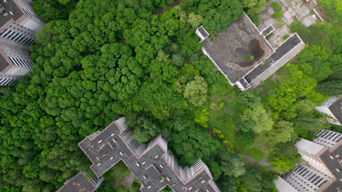 《大卫·爱登堡:地球上的一段生命旅程》:人类,请善待自然