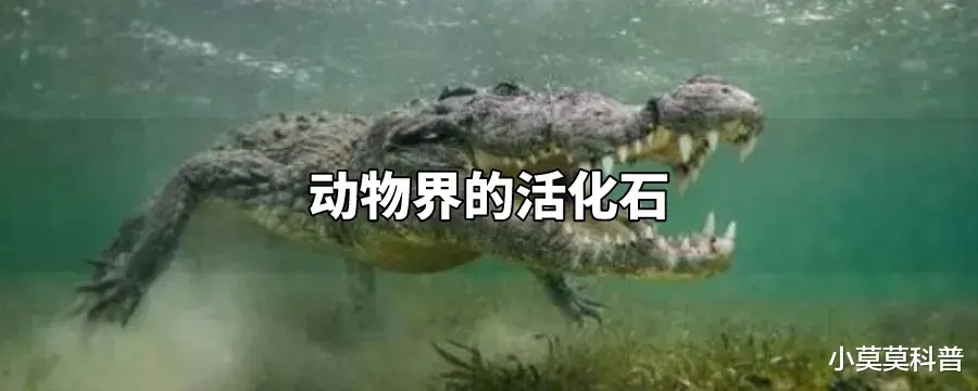 你知道这些躲过了多次生物大灭绝苟活至今的神奇生物吗?