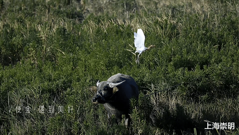 荷花|你了解这个新职业吗?听听崇明这些人怎么说