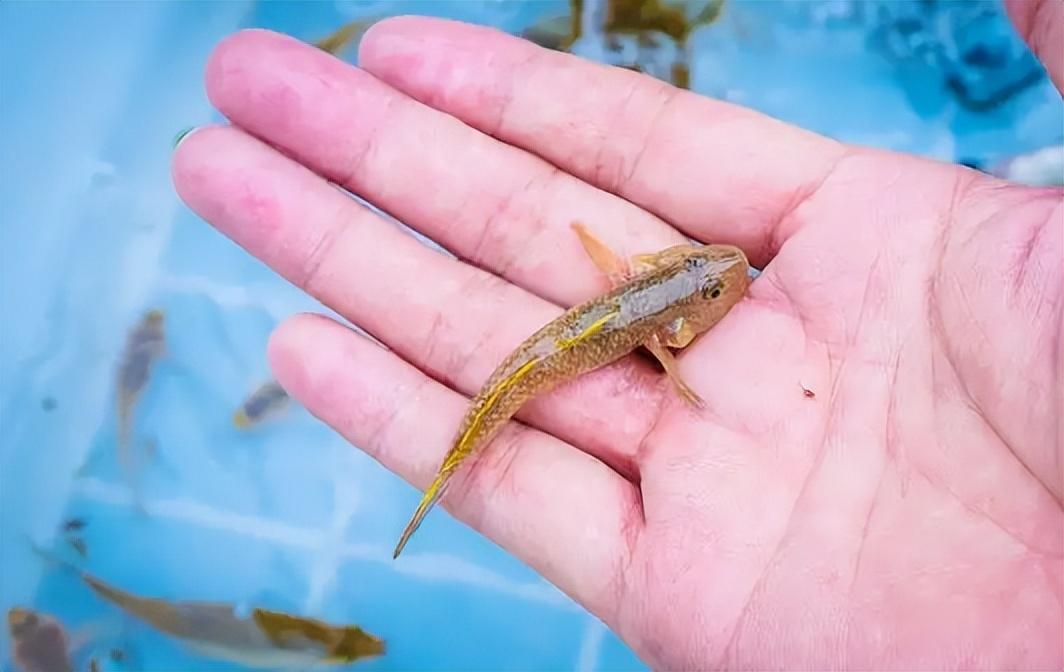 |?俗称“趴地虎”,儿时常见的小河鱼,过去没人吃,如今贵到吃不起