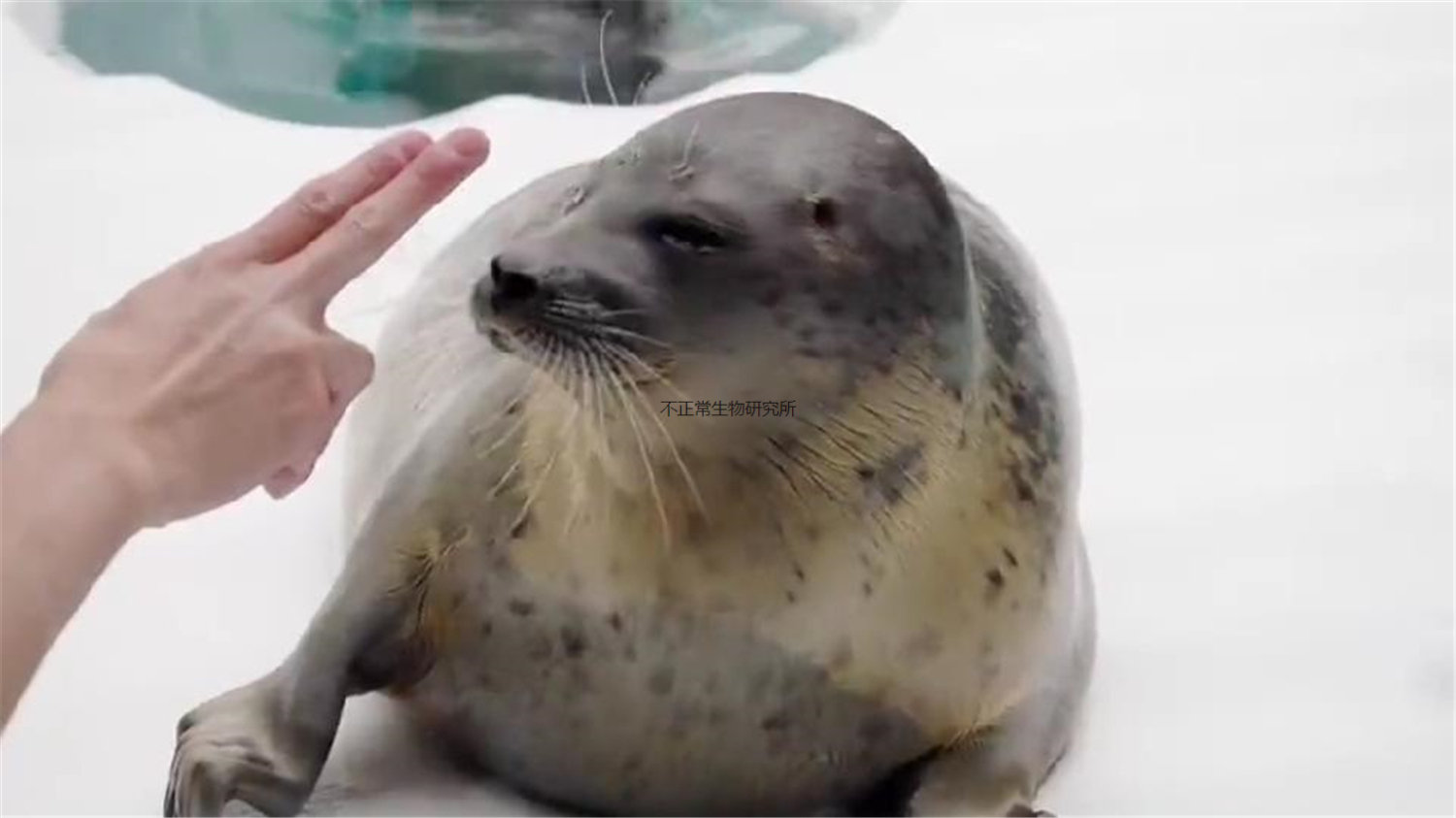 水族箱中岩石上长了眼睛?原来这是一只学会了拟态技能的海豹