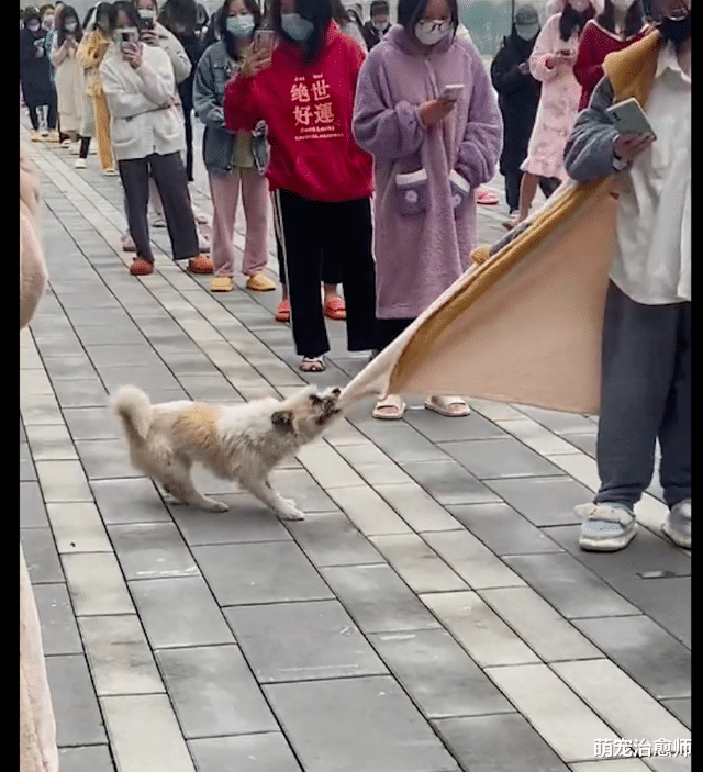 校园流浪狗咬女同学的衣服，还抢走她的拖鞋！女生：它是来报仇的