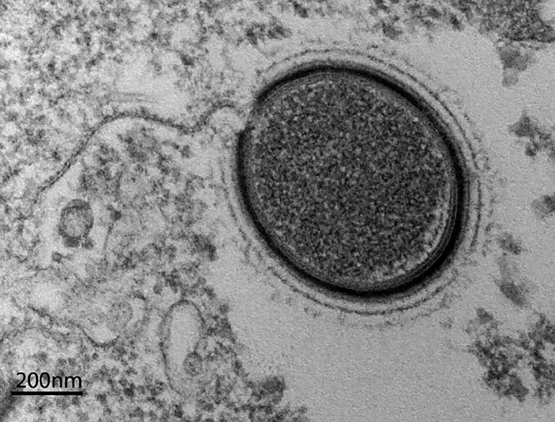 人类该警惕了吗?加拿大北部冻土带内:发现一头4万年前动物遗骸