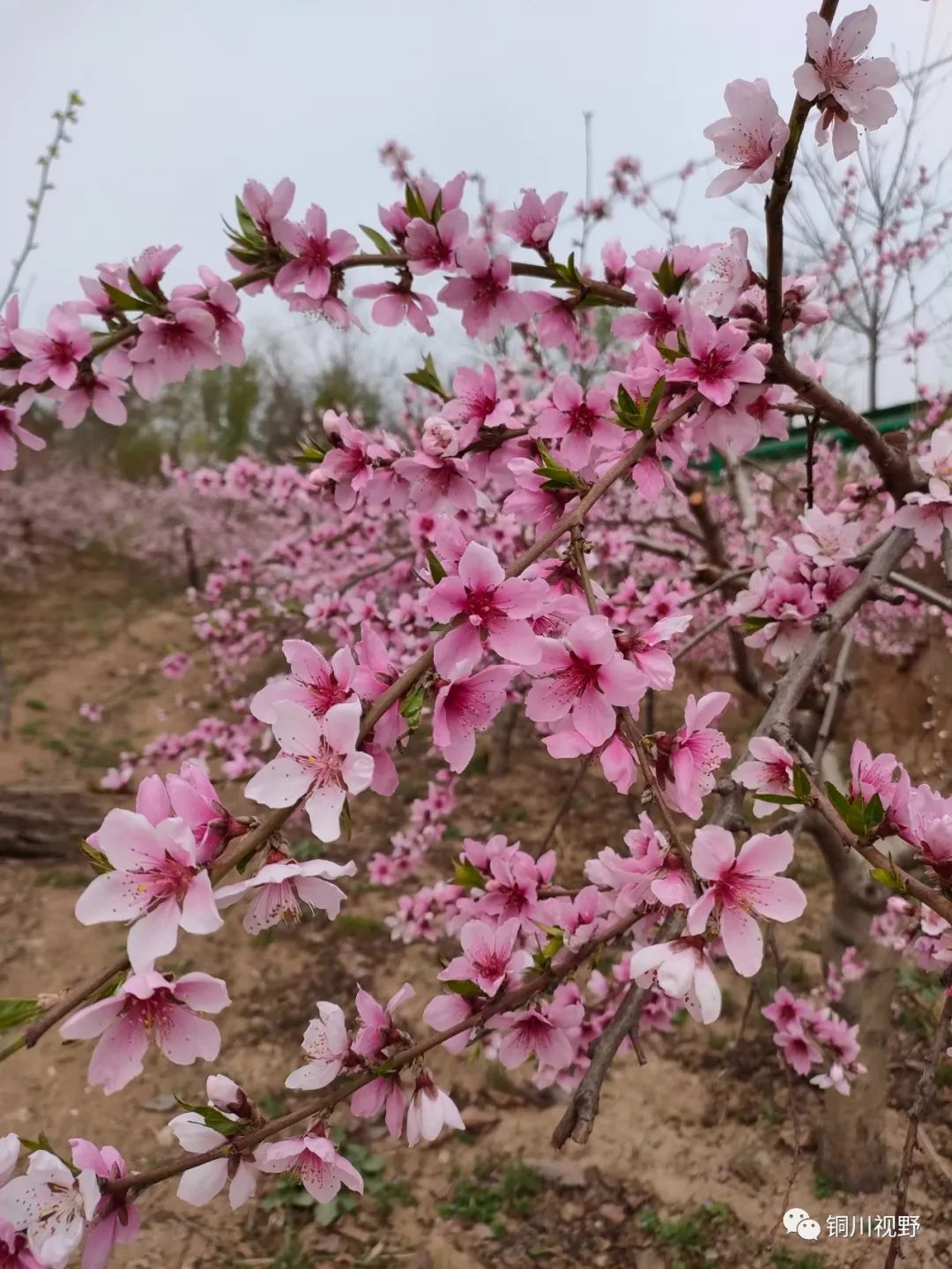 安徽|在那桃花盛开的地方---富平县北韩家