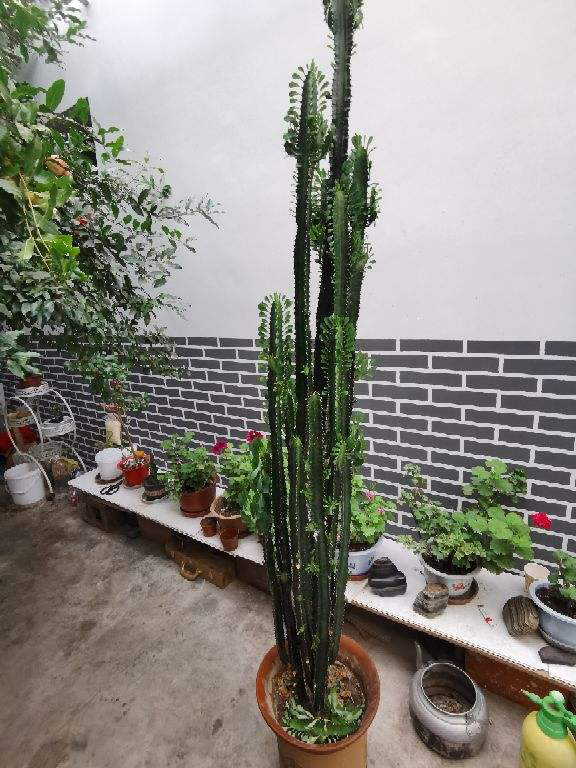 家里必备的3种“镇宅植物”，霸气外露，震慑力杠杠的