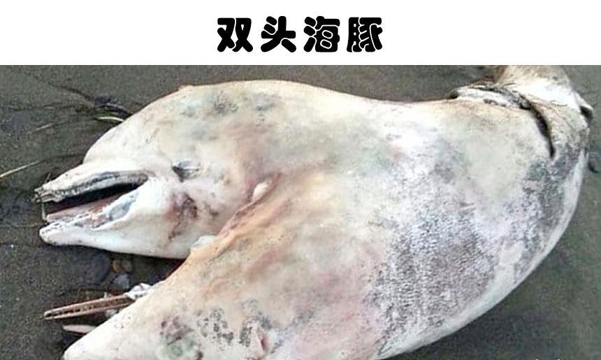 虽被认为是虚构,但在某种意义上真实存在的9种生物