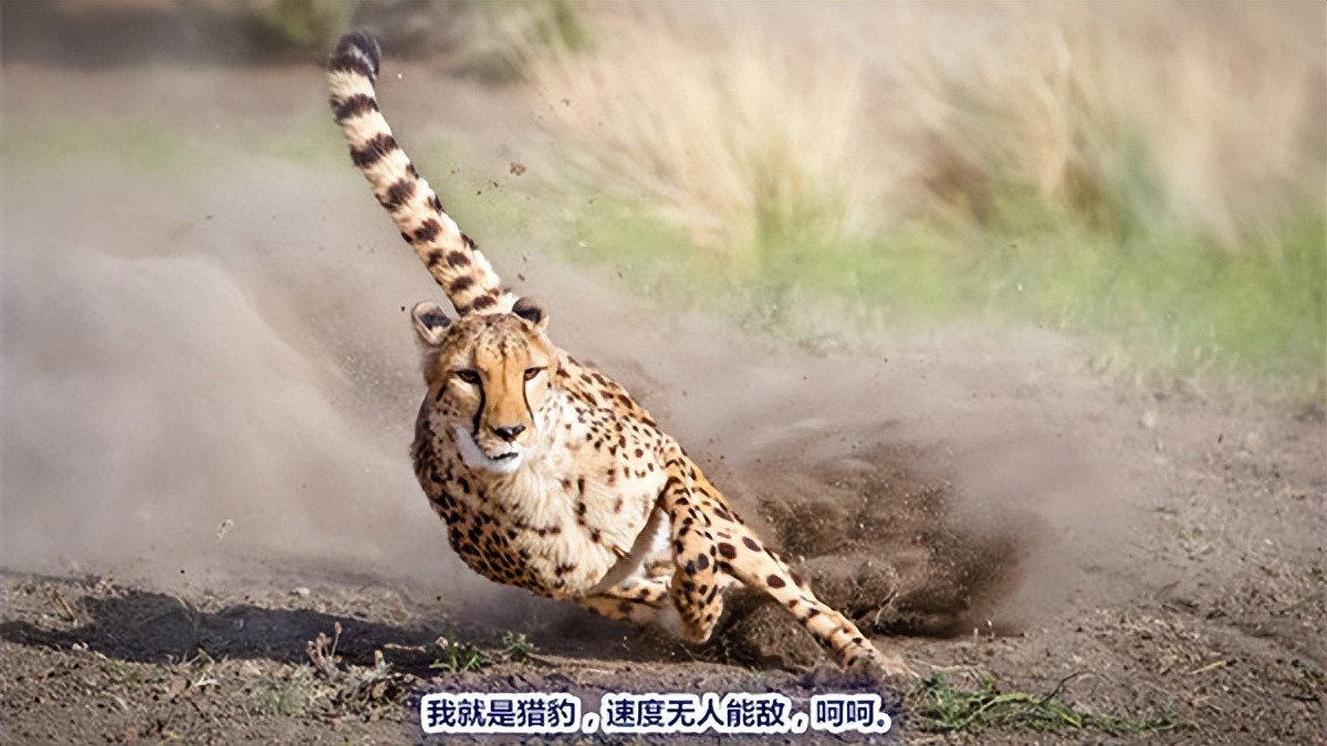 世界上速度最快的动物，352.5千米/小时，高铁“望尘莫及”
