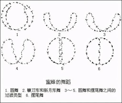 雄蜂交尾后死亡的原因是什么?揭秘蜜蜂交尾过程的特别之处