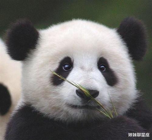 为何狮子老虎宁愿挨饿,也不敢攻击大熊猫?专家:你看它另一个名字叫啥