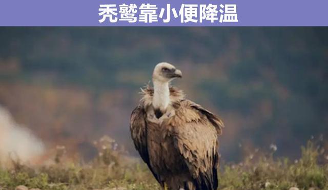 熊猫一天排便40次？与动物有关的9个鲜为人知的奇妙知识