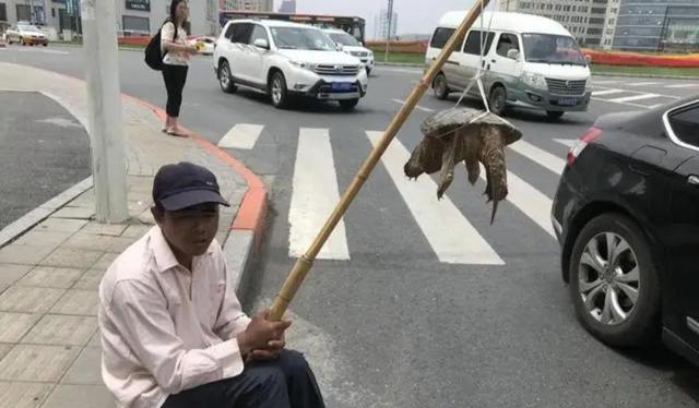 路口常有农民工卖甲鱼,一只5~6斤要600元贵不贵?是野生的吗?