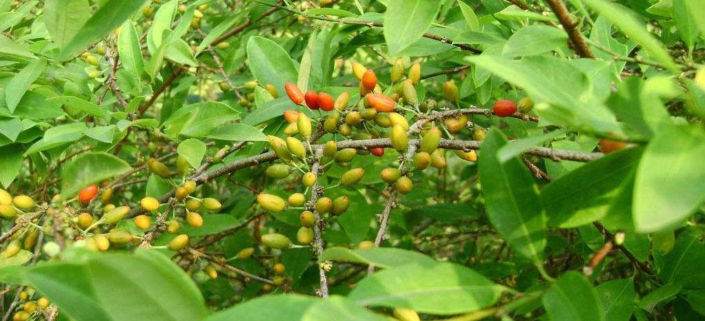 删除|马斯克:少年呦要可口可乐吗?上瘾的那种