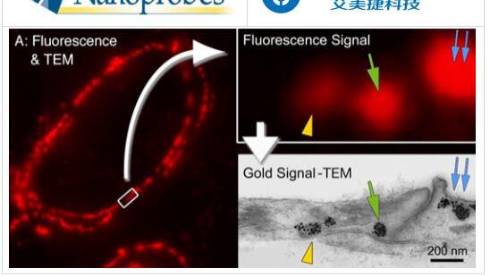 Nanoprobes FluoroNanogold 偶联物的特色和应用
