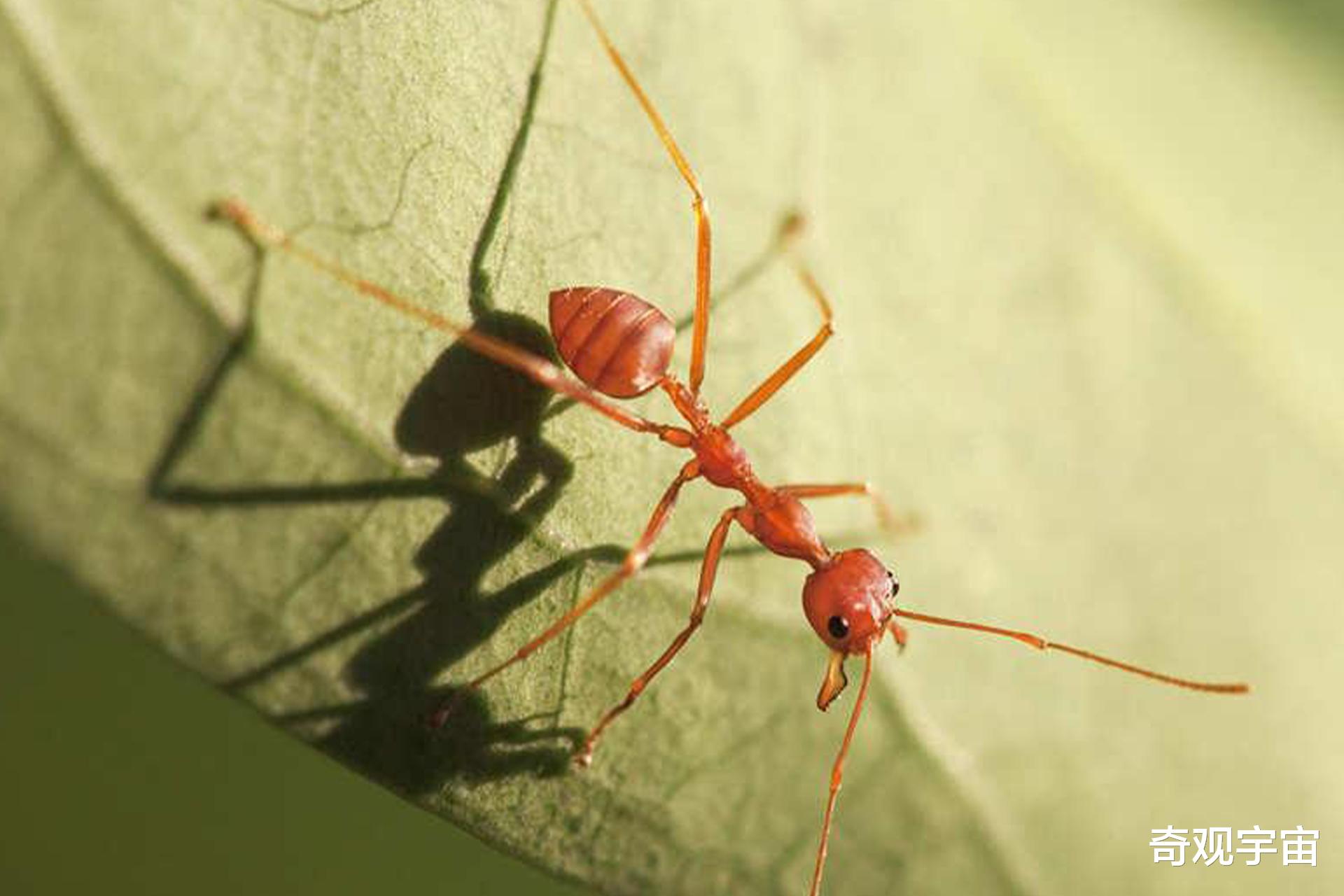 南美“红蚁”侵入我国多个省份，科学界发文呼吁，要防止出现生态危机