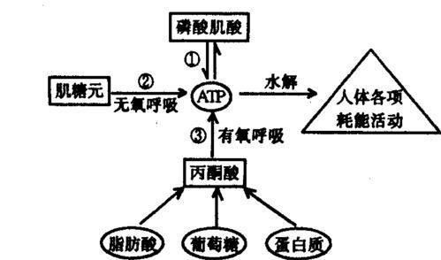 运动 饿一饿就能瘦下来?脂肪:你好像有点“瞧不起”我的样子