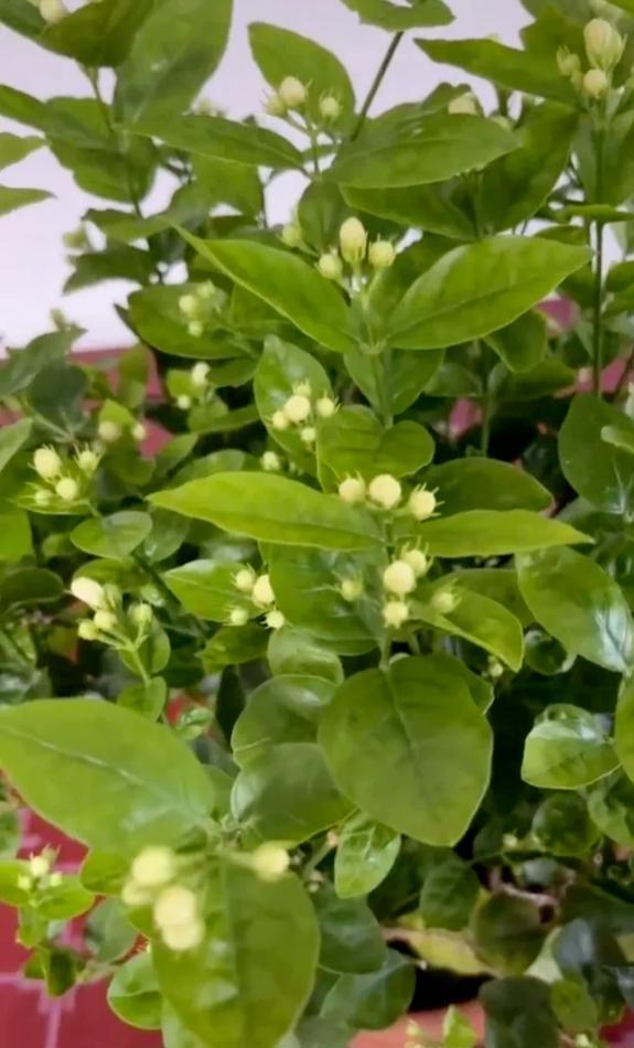 孙悦|孙悦带动全民读书，网友：怎么能不刷到你？孙海洋家老三作用真大