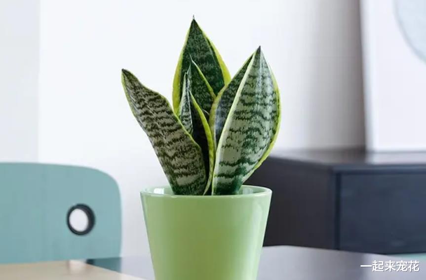 床头柜摆一盆虎皮兰，净化空气还好看，改善睡眠寓意好，值得拥有
