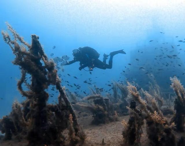地中海曾被发现“巨大骨架”,长约30米有3个叶片!是什么生物?