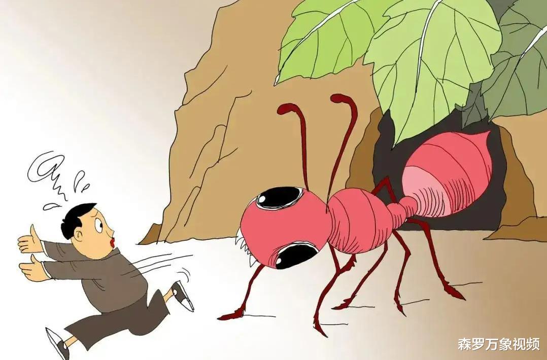 红火蚁侵入中国25省,一窝能有30万只,这种蚂蚁究竟有什么危害?