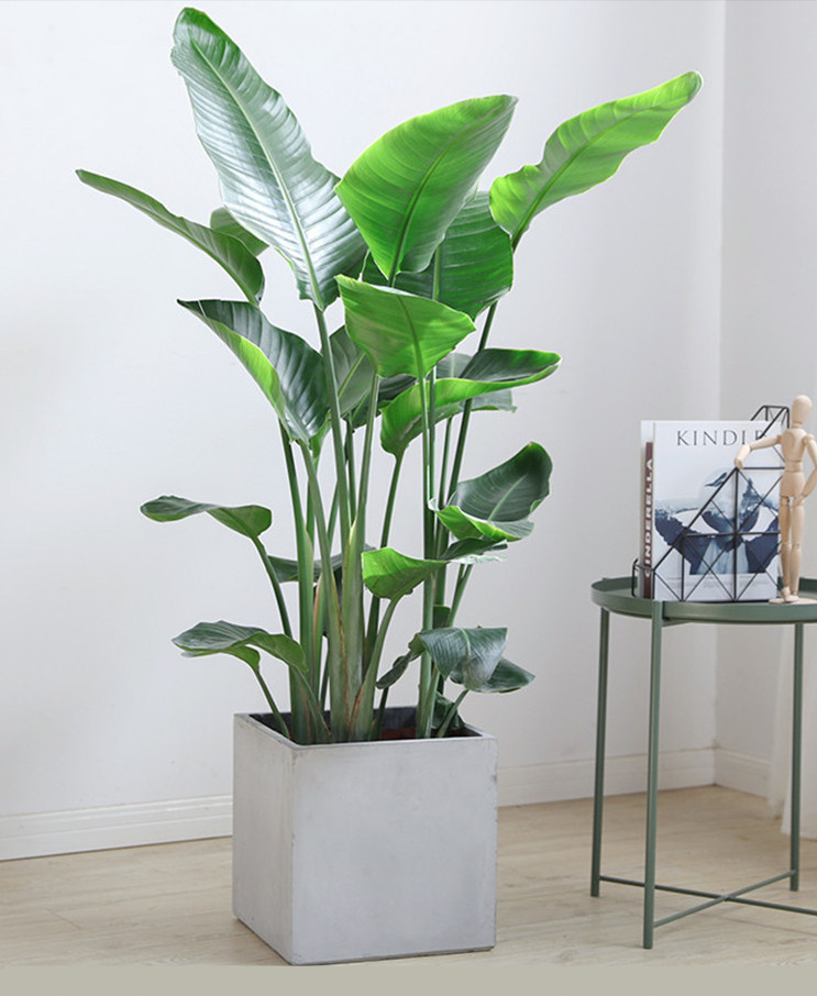 不顾父母反对,还是买了一楼带院的房子,种满植物花草就是花园