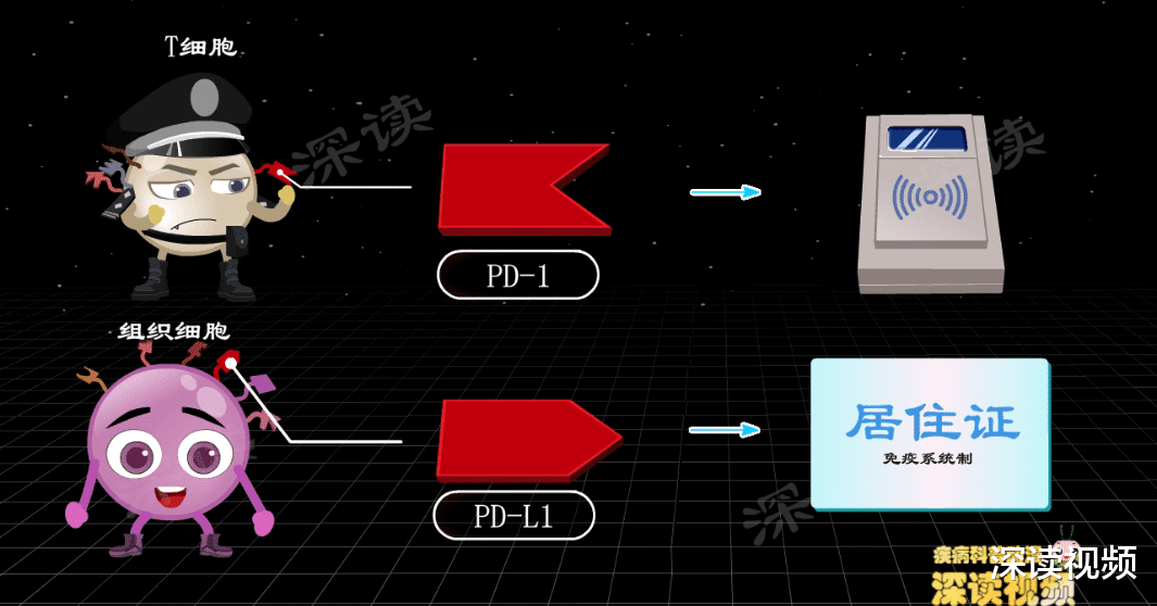 走进科学,PD-1对抗癌症的秘密
