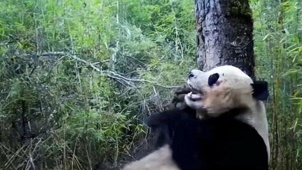 大熊猫为何成为国宝?“找对象”前还要“比武招亲”