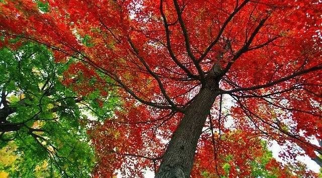 草原|10月最适合旅行的地方丨全国上下已开启色彩斑斓的模式