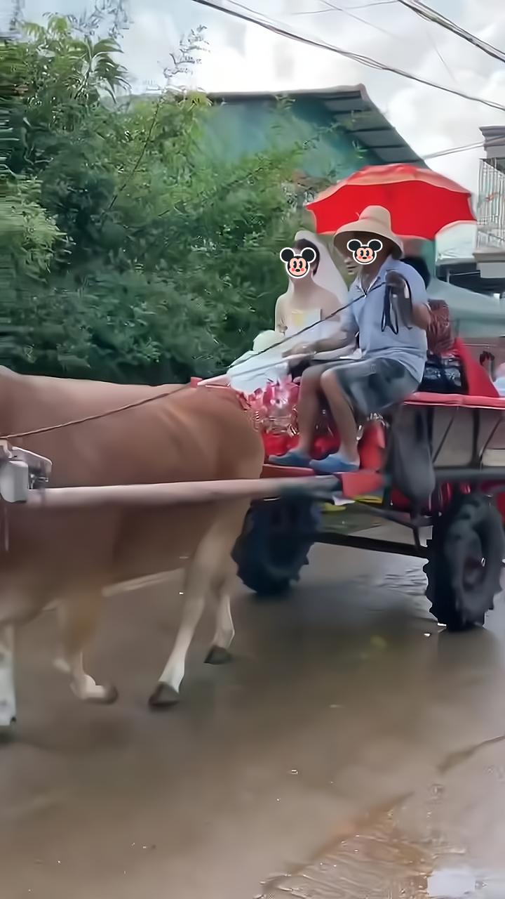 男子为了让妻子有一个既浪漫又难忘的婚礼,拿黄牛车,来充当婚车