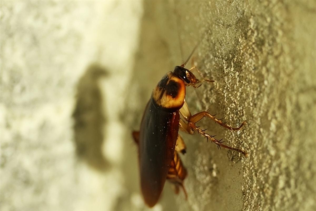 博物馆|1只蟑螂1年可繁衍出1000万只蟑螂，它一无是处毫无价值吗？