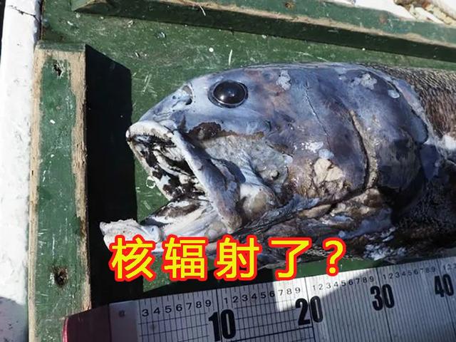 日本野外出现“驴头狼”?无毛长脸,酷似鬣狗,这到底是什么生物?