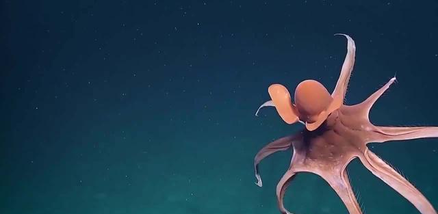 章鱼应该来自外星?多个研究表明,科学家的怀疑或许是对的